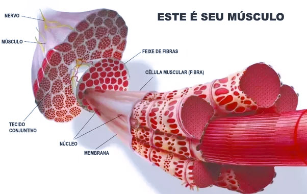 Como ganhar massa muscular