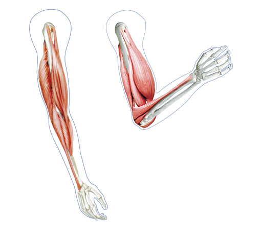 Treino de Musculação